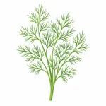 Dill