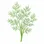 Dill