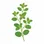 Oregano