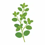 Oregano