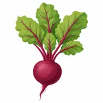 Rödbeta