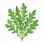 Ruccola