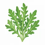 Ruccola