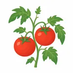 Tomat